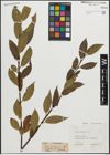 Foto von Salix pentandra L.